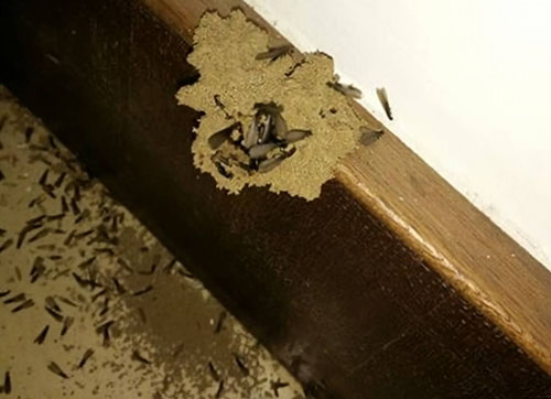 阜陽滅白蟻機(jī)構(gòu)