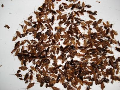 阜陽(yáng)滅蟑螂